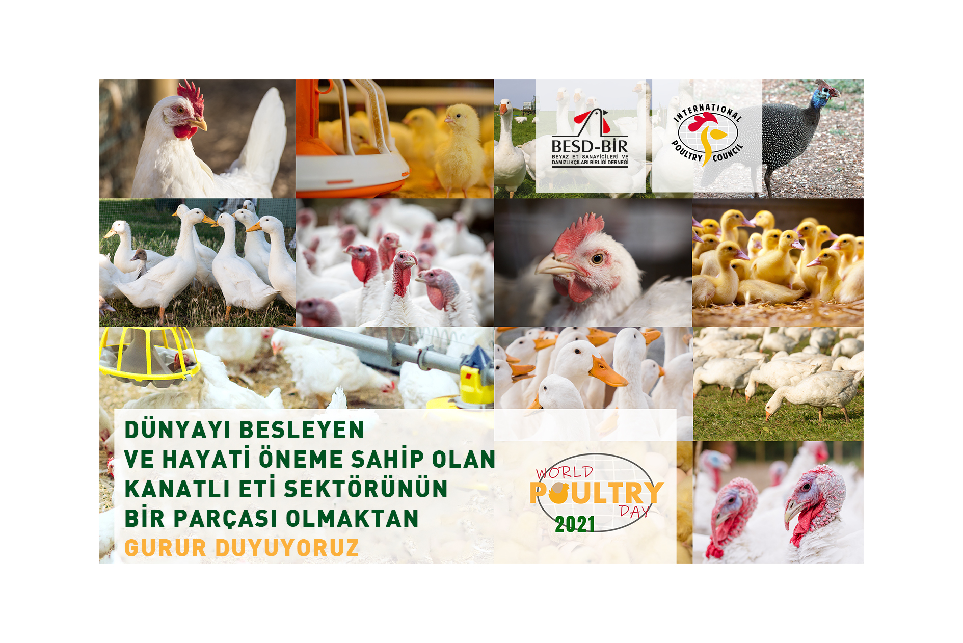 10 May World Poultry Day